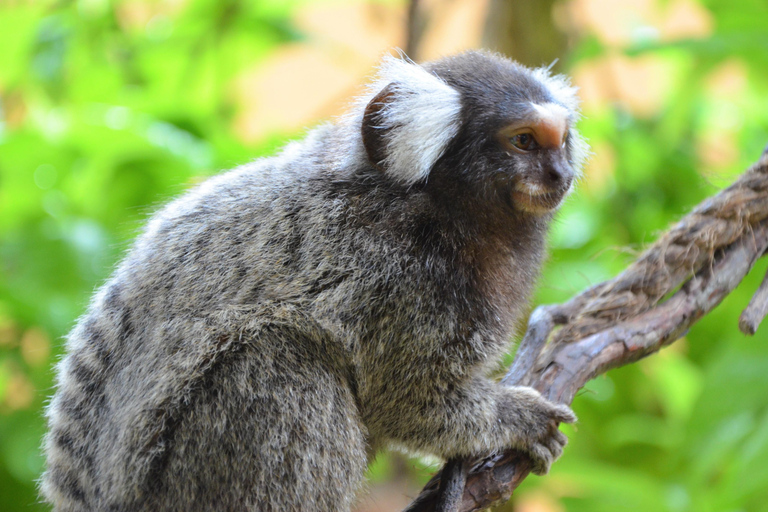 Kedah: Biglietto d&#039;ingresso per il Parco della Fauna Selvatica di LangkawiBiglietto d&#039;ingresso per la Malesia