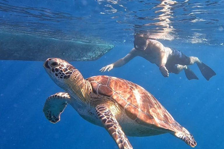 Schnorcheln auf 3 Inseln Besuch des Schildkrötenschutzgebiets