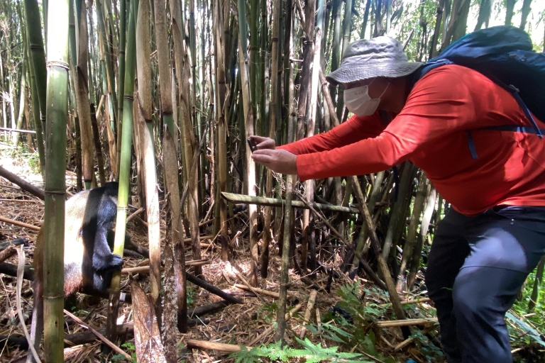 3 Days gorilla trekking Via Entebbe Budget Tour