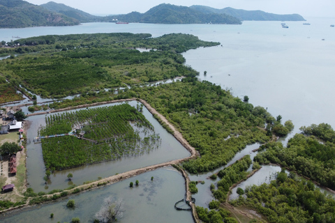 Bagek Kembar: Mangrove & Stingless Beekeeping Experience