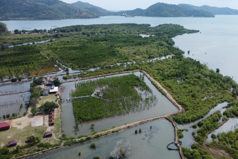 Bagek Kembar: Mangrove & Stingless Beekeeping Experience