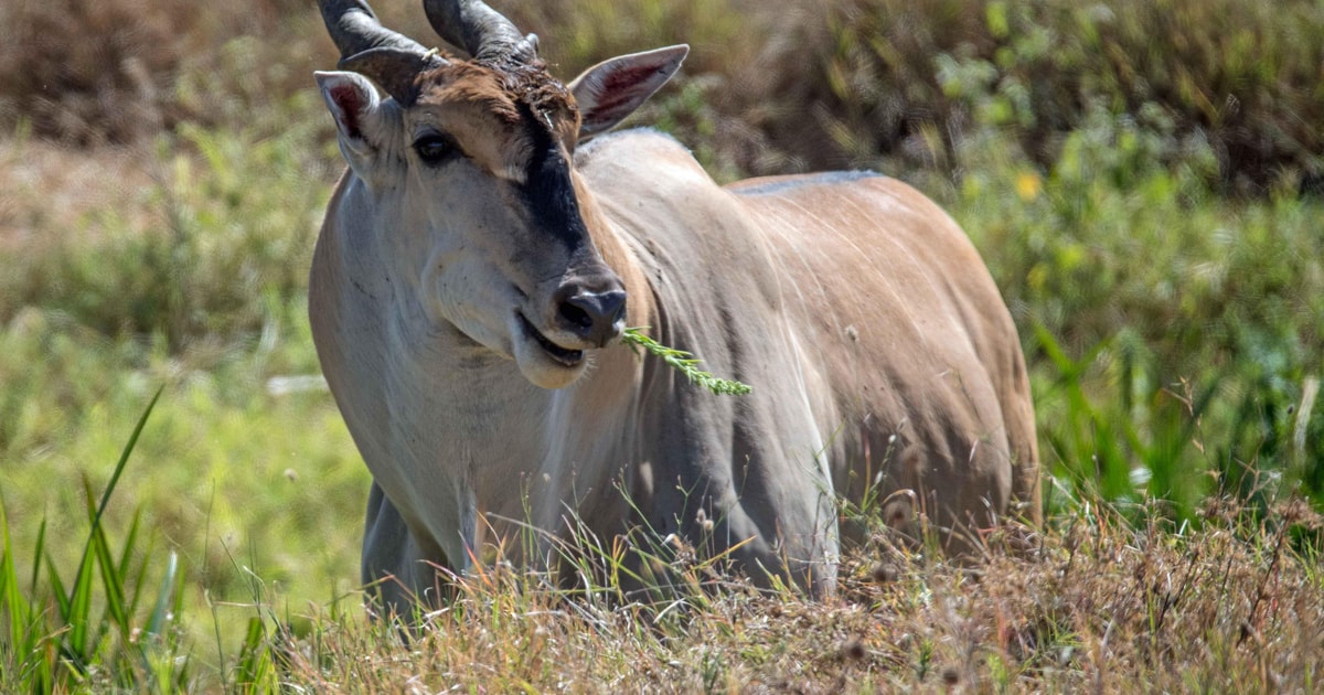 Dniowe Safari W Tanzanii Jezioro Manyara I Ngorongoro Getyourguide