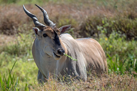 3 dagen Tanzania delen safari-Serengeti &amp; Ngorongoro