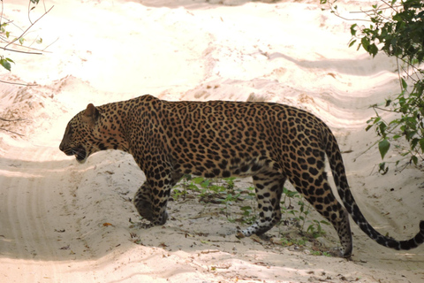 Yala/Mirissa: All Inclusive Full-Day Safari at Yala Park Mirissa/Weligama: All Inclusive Full-Day Safari at Yala Park