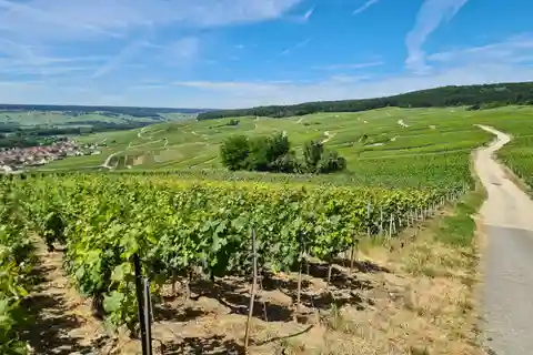 France: Private Wine Tasting Tour with Chauffeur from Paris