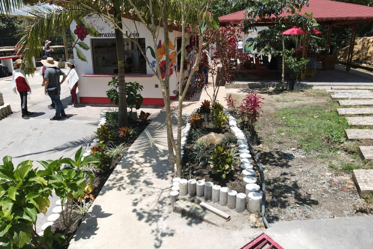 Medellín : Tournée des cafés dans les montagnes