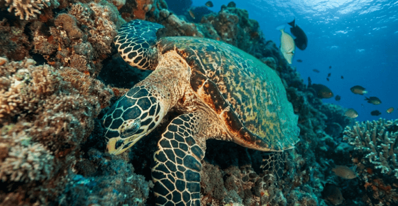 Entrance Ticket | Odysseo Oceanarium