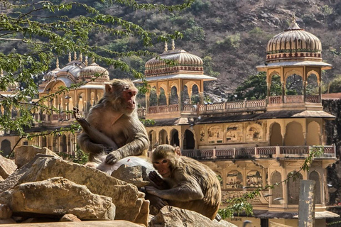 Jaipur : Full day Jaipur City Tour and Drop Delhi Include : Car + Guide + Entrances