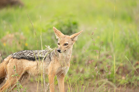 Kenya: 8-Day Safari to Amboseli, Rift Valley & Mara