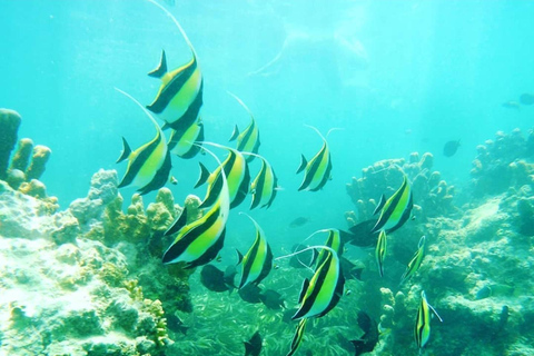 Sansibar: Blaue Lagune, Seesterne, Paje Strand und Maalum HöhleSansibar: Blaue Lagune, Seesterne, Jambiani und Maalum-Höhle