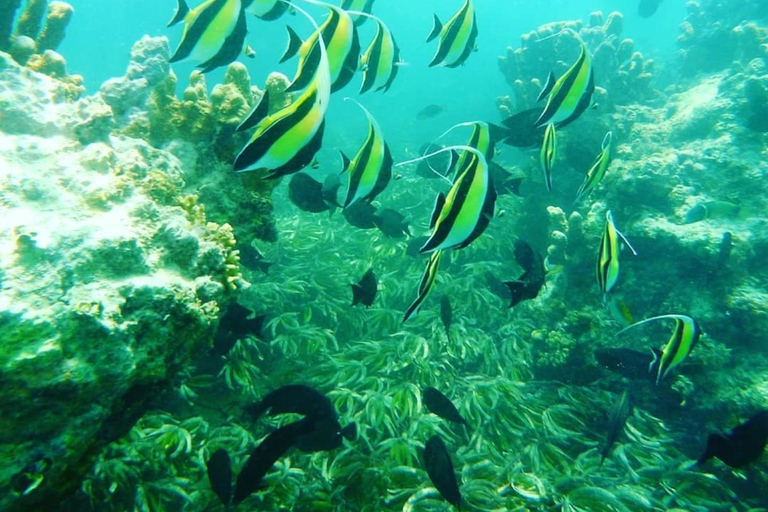 Sansibar: Blaue Lagune, Seesterne, Paje Strand und Maalum HöhleSansibar: Blaue Lagune, Seesterne, Jambiani und Maalum-Höhle
