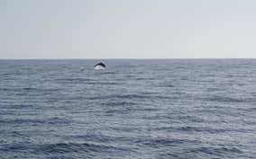  - Canarie.it