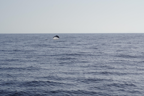 Sunset Dolphin Watching Tour on Hybrid Boat in Small Group
