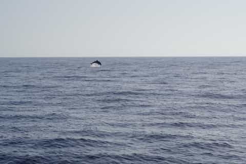 Sonnenuntergangs-Delfinbeobachtungstour auf einem Hybridboot in kleiner Gruppe