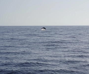 Sunset Dolphin Watching Tour on Hybrid Boat in Small Group