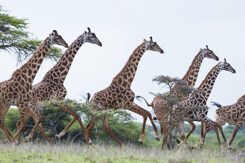 Nairobi: Safari guidato di 4 giorni ad Amboseli, Tsavo Ovest e Est