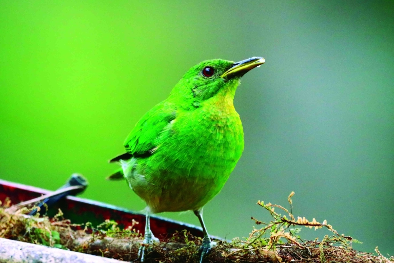 Observación de aves - Observación de aves en la selva de Cali