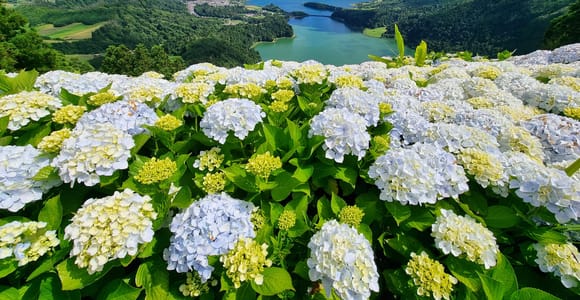 Sete Cidades / Lagoa do Fogo - Full Day Tour