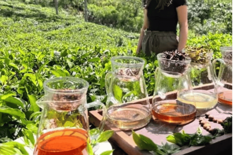 Ella: Tea-Making Experience, Tasting, Snacks with Tuk-Tuk