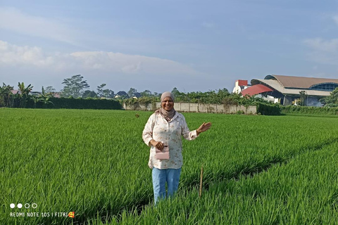 Jakarta : 8 jours à la découverte de l&#039;ouest de Java et de Jakarta