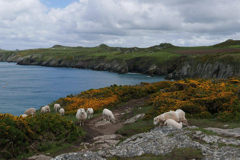 Cardiff: Pembrokeshire Coast & St. Davids Private Voyage