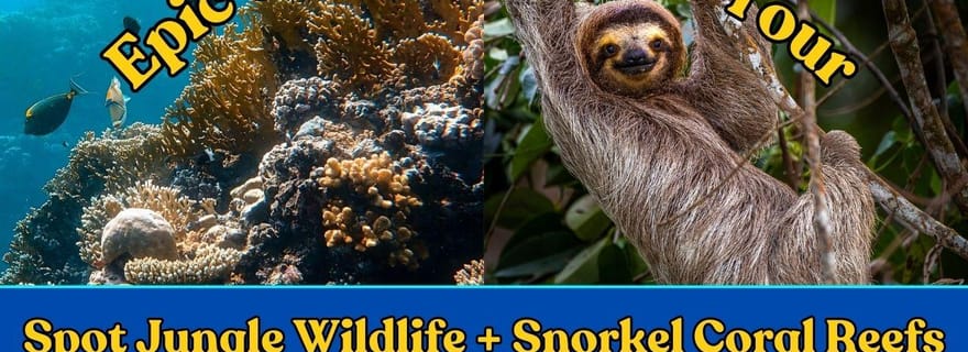 Visite combinée épique de Cahuita : snorkeling dans les récifs et randonnée dans la nature