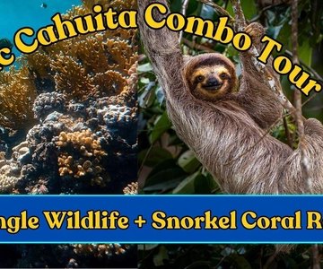 Epic Cahuita Combo Tour: Snorkel Reefs & Hike with Wildlife