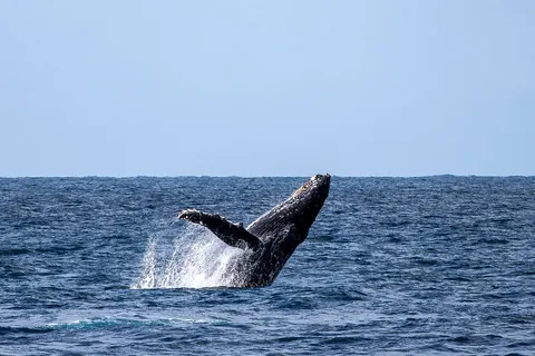 Delfini e balene, Tour privato di snorkeling