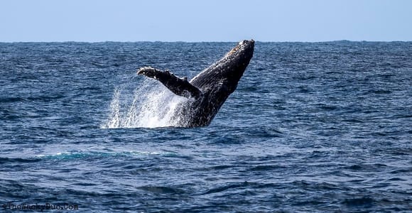 Private Dolphin and Whale Snorkeling Tour