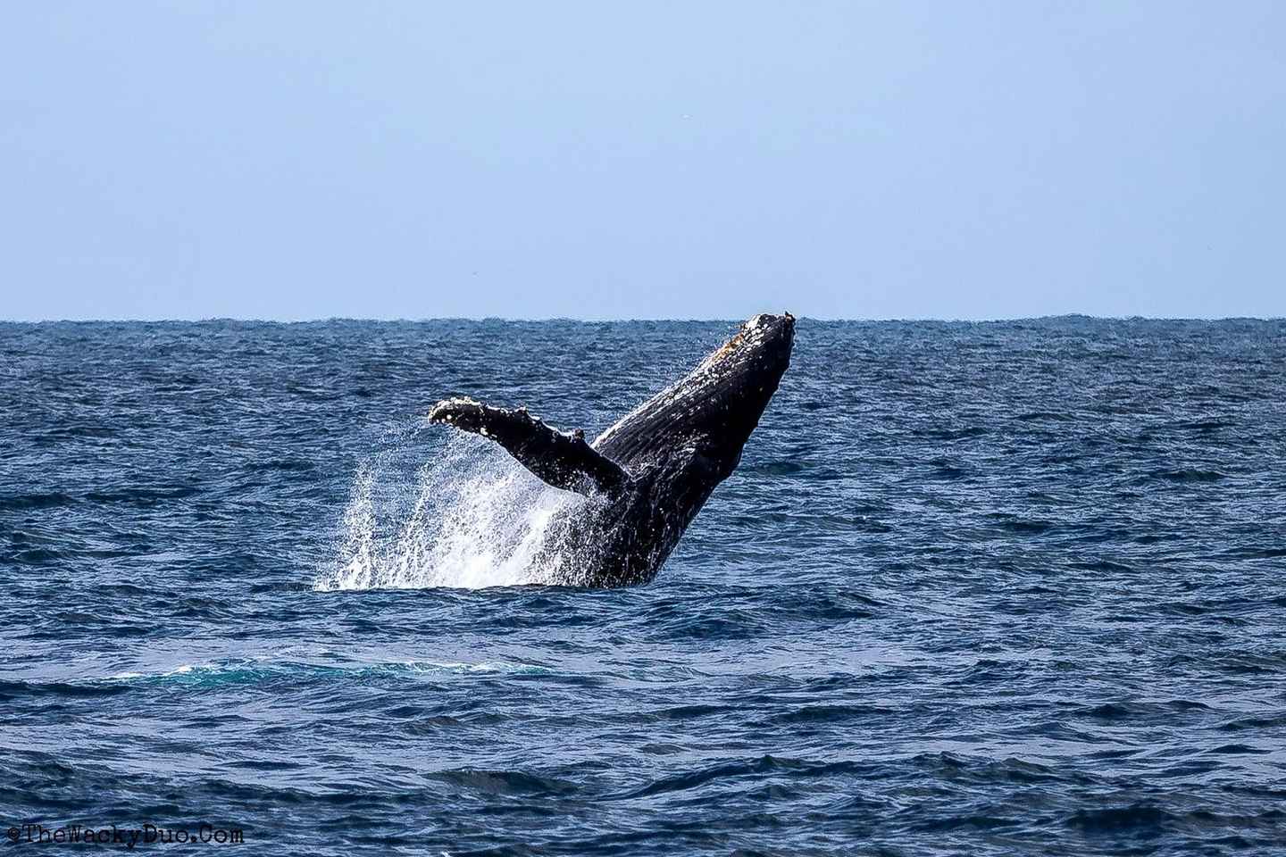 Dolphins & Whales, Private Tour Snorkeling - Dolphins & Whales, Private Tour Snorkeling