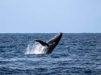Delfines y ballenas, tour privado de snorkel