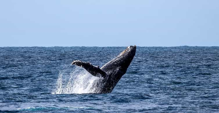 DELFINO SU BASE CON BOTTIGLIA SABBIA COLORATA