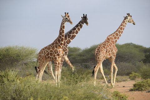 Houston Zoo Admission Ticket