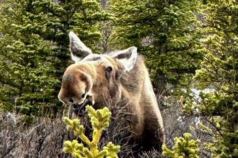 Fairbanks: Full-Day Denali Winter Adventure Tour