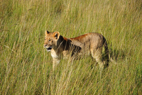 Tanzania: 2-Day Luxury Safari to Tarangire and Ngorongoro Tanzania safari