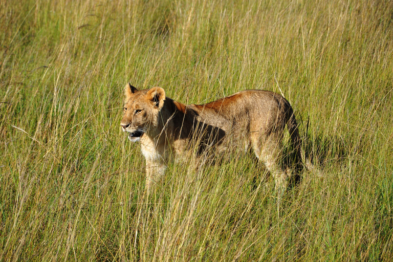 Tanzania: 2-Day Luxury Safari to Tarangire and Ngorongoro Tanzania safari