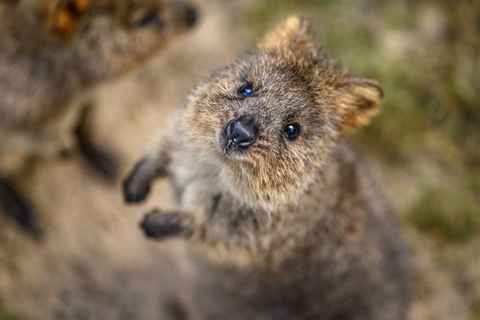 Sydney: Featherdale Wildlife Park Private Tour