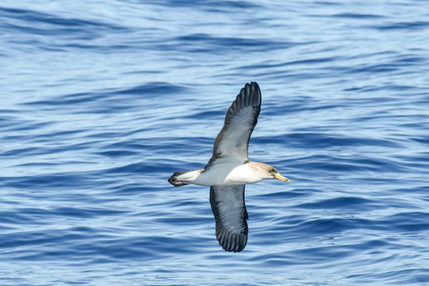 New: Into the Wild - 3H w/Marine Biologists - dolphins &more