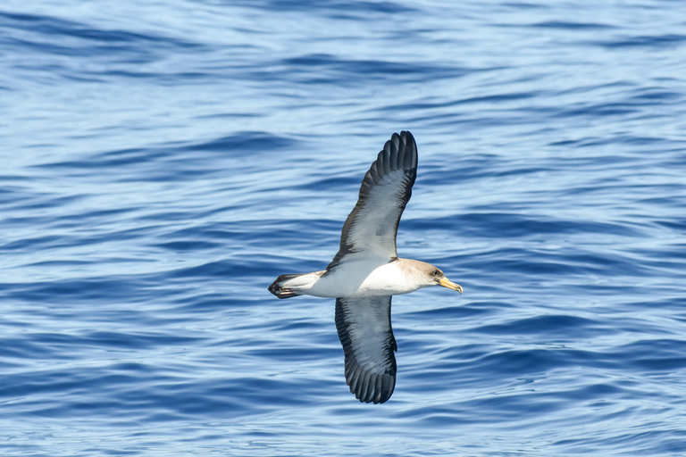 New: Into the Wild - 3H w/Marine Biologists - dolphins &more