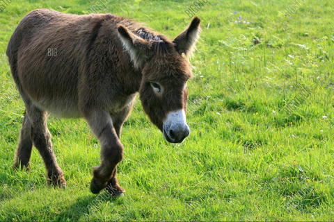Antalya Region Farm Horse, Camel, and Donkey Riding Experience Horseback Riding
