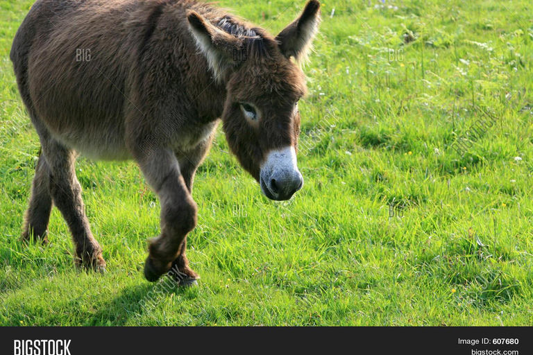Antalya Region Farm Horse, Camel, and Donkey Riding Experience Horseback Riding