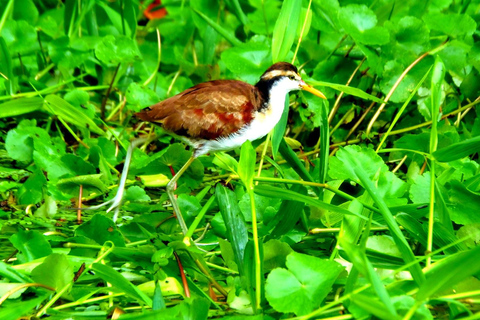 Tortuguero: Kanutour und Wildtierbeobachtung