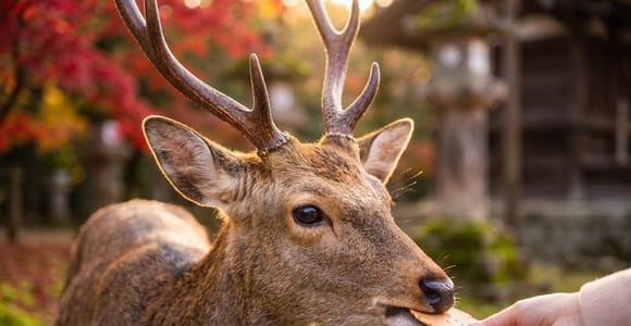 Nara: Must see attractions tour with English Speaking Guide