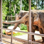 Vinpearl Safari Entry Ticket with VIP Tour