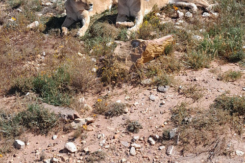 Cape Town Aquilla big sunset safari With transport & food aquila sunset bestseller