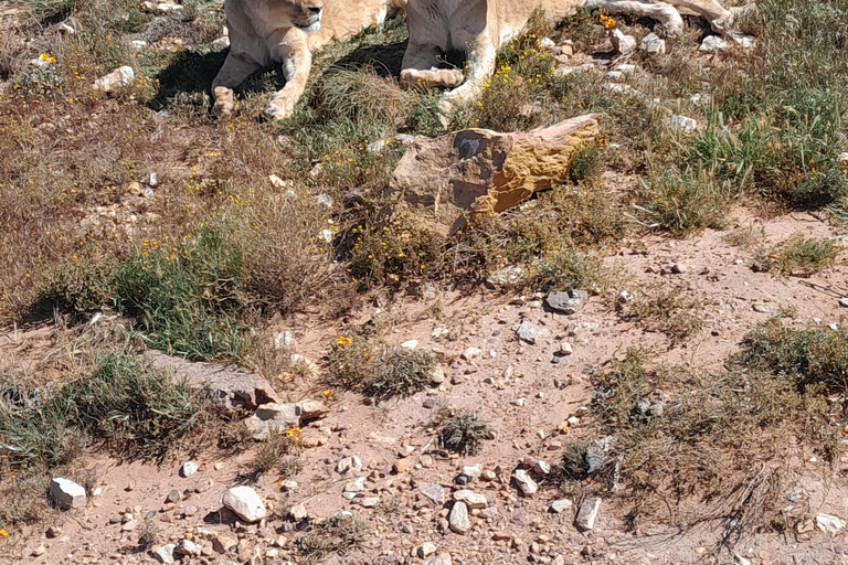 Cape Town Aquilla big sunset safari With transport & food aquila sunset bestseller