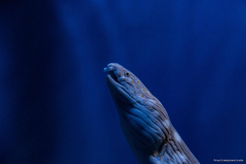 Río de Janeiro: ticket de entrada a AquaRio