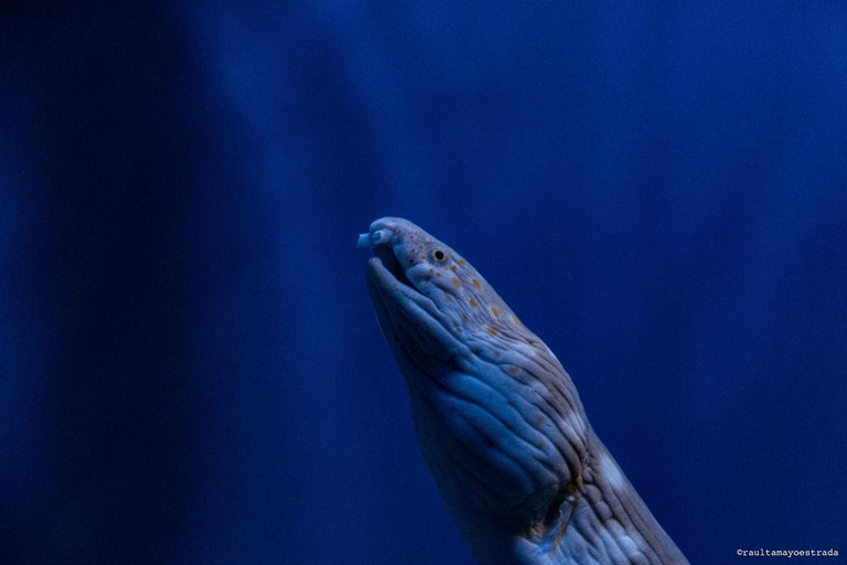 Río de Janeiro: ticket de entrada a AquaRio
