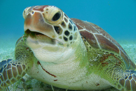 Tour de Aventura na Selva e TartarugasPASSEIO DE AVENTURA NA SELVA E TARTARUGAS