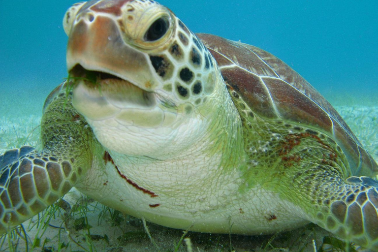 Schildkröten &amp; Dschungel Abenteuer TourSCHILDKRÖTEN &amp; DSCHUNGEL ABENTEUERTOUR